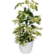 Schefflera Dalton + Cachep Branco